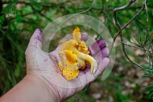 The hand holds a group of three chanterelles.