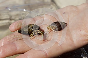 Hand holds the hermit crab that has crawled out of its shell Cute