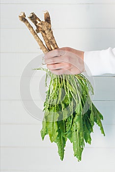 Hand holds horseradish roots with green leaves on a white background