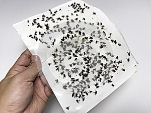 A hand holds a Housefly trap paper on white background