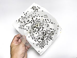 A hand holds a Housefly trap paper on white background