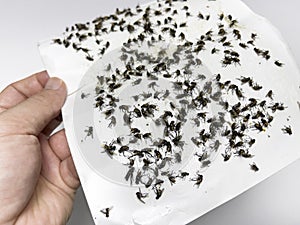 A hand holds a Housefly trap paper on white background closeup