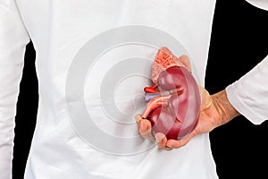 Hand holds human kidney model at white body
