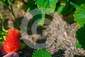 A hand holds a juicy red ripe strawberry close-up on a blurred background, copyspace in the center. Space for your text centered