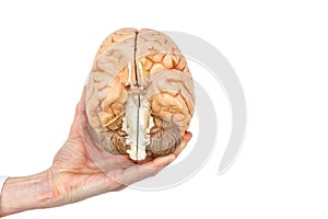 Hand holds model human brain on white background