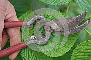 A hand holds an old rusty metal pruner with red handles cutting a raspberry branch