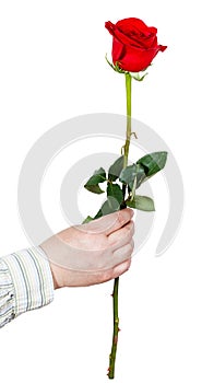 Hand holds one flower - red rose isolated