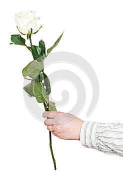 Hand holds one flower - white rose isolated