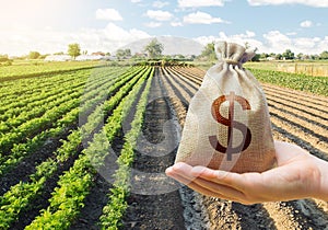 Hand holds out a dollar money bag on a background of a carrot plantation. Support and subsidies. Farm loans. Lending farmers photo