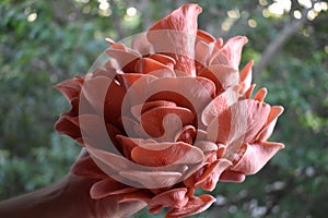 Hand Holds Pink Oyster Mushroom Cluster