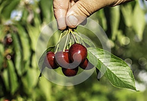 The hand holds ripe fresh cherries. ingathering