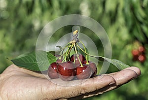 The hand holds ripe fresh cherries. ingathering