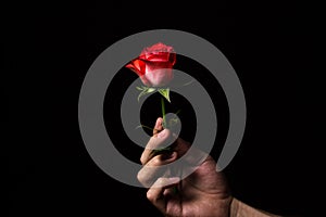 A hand holds a scarlet rose on a black background. One beautiful flower.