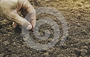 Hand holds the seeds to the ground for agriculture in the soil