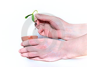 The hand holds a small green sprout on a white isolated background. Planting a young seedling in a pot. The concept of planting