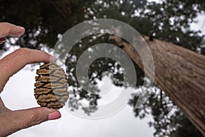 A hand holds a small sequoia tree pine cone with a giant sequoia tree in background