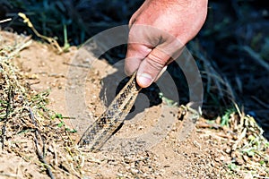 Hand holds Steppe ratsnake or Elaphe dione