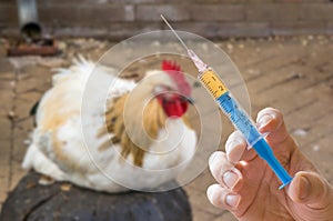 Hand holds syringe and chicken in background. Antibiotics, vaccination concept.