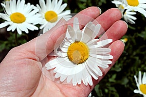 Hand holds a white daisy flower in summer