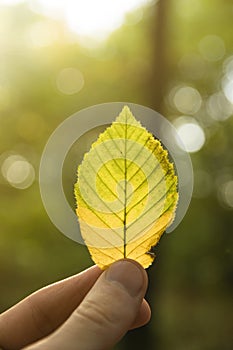 Hand holds a yellow,orange,green autumn leaf on a background of autumn forest.Autumn mood. Fall season.sunny background