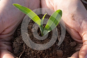 Hand holds a young Maize on a field