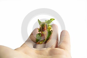 The hand holds a young sprout isolated on a white background with space for text. The concept of ecology and