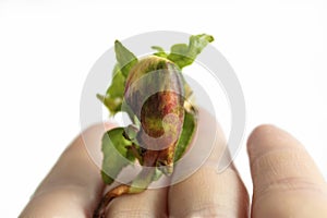 The hand holds a young sprout isolated on a white background with space for text. The concept of ecology and