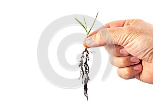 Hand holds young wheat plant Isolated on a white background