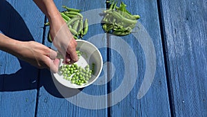 Hand hulled fresh peas dish blue wooden background outside. 4K