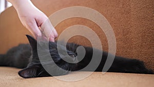 Hand of a human stroking a black cat, who sleeps on a sofa