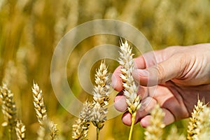 a hand of human touches stalk of wheat in the field in the summer. Close-up