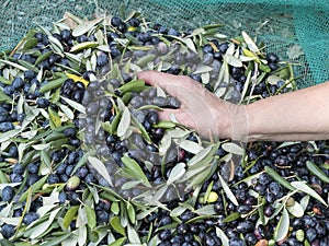 Hand immersed in quality `Taggiasca` olives photo