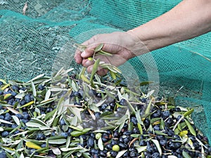 Hand immersed in quality `Taggiasca` olives photo