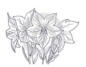 Hand ink drawing bellflower photo