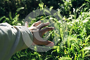 Hand with insect in the forest.