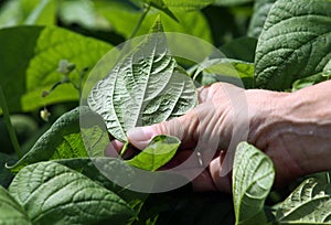 Hand inspecting garden plants