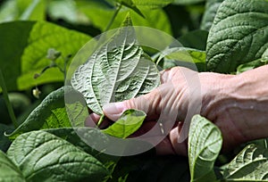 Hand inspecting garden plants photo