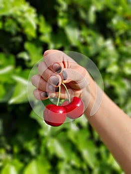 Hand keeping two cherris