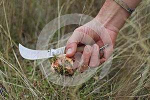 Hand with knife and Saffron Milk Cap