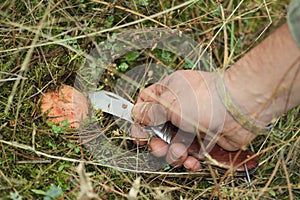 Hand with knife and Saffron Milk Cap