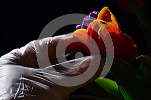 Hand in latex sterile glove picking fresh wet orange tulip from colorful tulip bouquet, black background