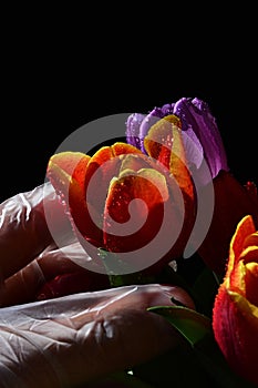 Hand in latex sterile glove picking orange tulip from colorful tulip bouquet, black background