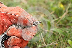 Hand with leather glove handling a meadow viper