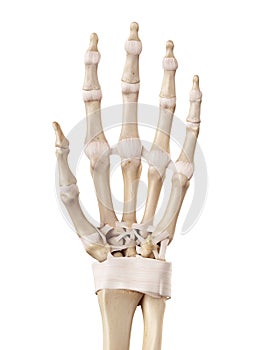 The hand ligaments