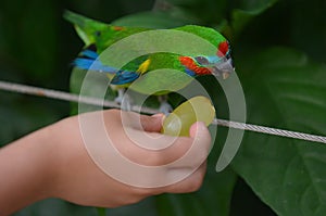 Hand of a little child feeds a Fig Parrot