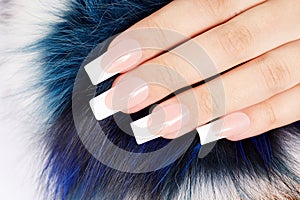 Hand with long artificial french manicured nails on fur background