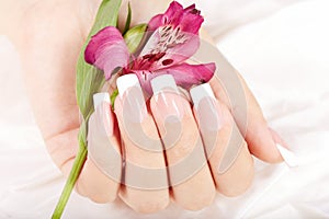 Hand with long artificial french manicured nails and lily flower photo