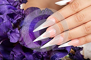 Hand with long artificial french manicured nails and a purple Iris flower