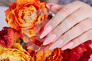 Hand with long artificial manicured nails colored with pink nail polish and orange Aster flowers