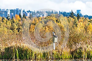 Hand made bird house on a bright autumn day in British Columbia